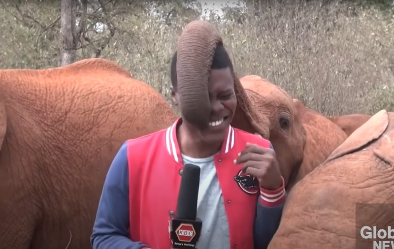 Un reporter kenyan a început să râdă în hohote în timpul relatării. Momentul de „tandrețe” cu un pui de elefant extrem de curios