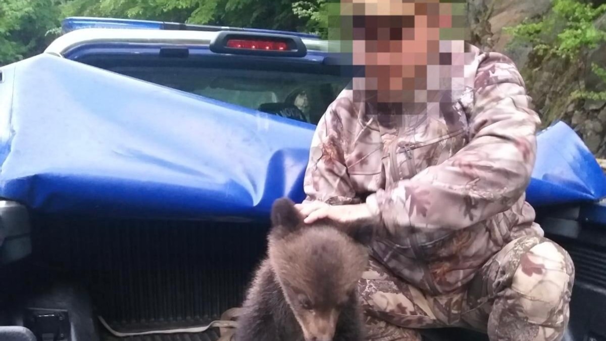 Un ursuleț care a alunecat pe versant lângă Barajul Vidraru a fost salvat de jandarmi