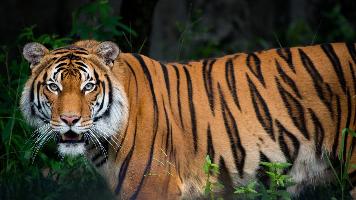 Un tigru de la grădina zoologică din Bronx a fost testat pozitiv cu noul coronavirus