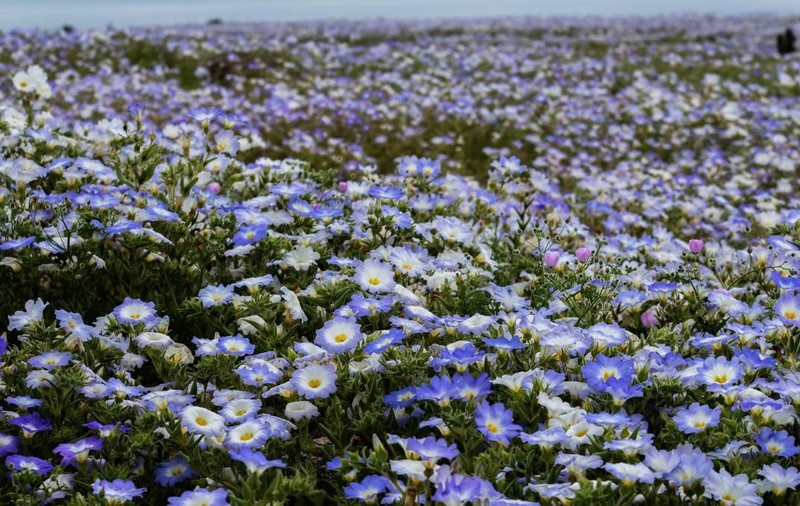 El Niño transformă deșertul Atacama într-un covor uriaș de flori: 15.000 de hectare vor înflori până în octombrie. Sursă foto: Getty Images