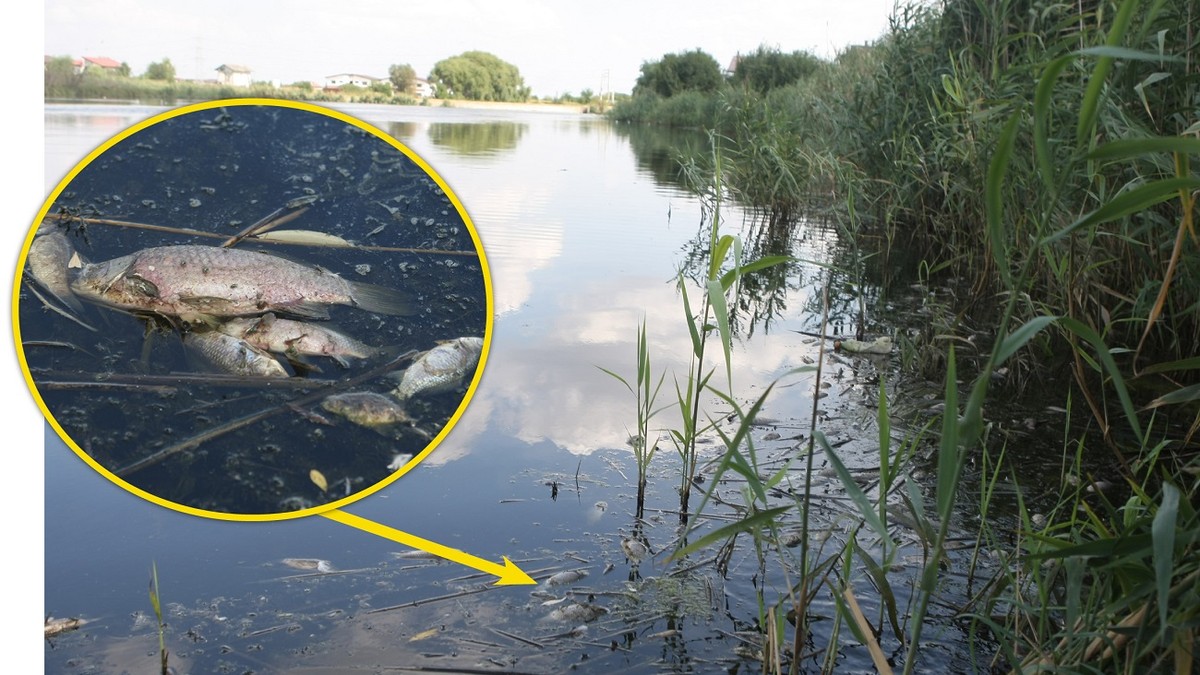 Apă infestată cu E. coli în comunele Vidra și Berceni