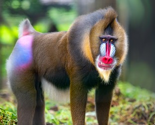 Maimuțe Mandril