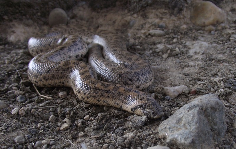 DESCOPERIREA ANULUI în România - o populaţie de ŞERPI BOA de nisip | FOTO