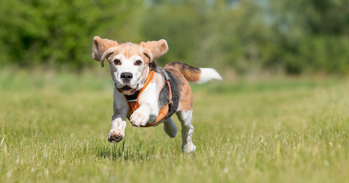 Imaginea arată un câine din rasa Beagle plin de energie, surprins în timp ce aleargă pe o pajiște verde cu urechile ridicate, purtând un ham portocaliu.
