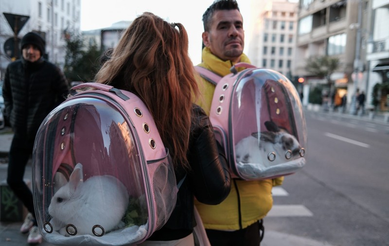 Poza zilei: Iepurași la plimbare pe Calea Victoriei