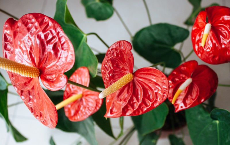 Anthurium, floarea care îți înnobilează casa
