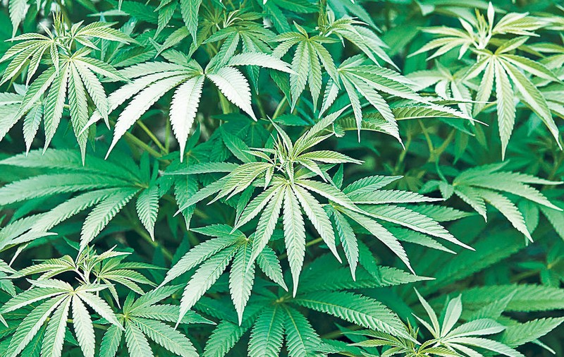 Canabisul, drogul preferat al tinerilor! «Iarba» a prins rădăcini în România și este «trasă» chiar și de copii de 10 ani