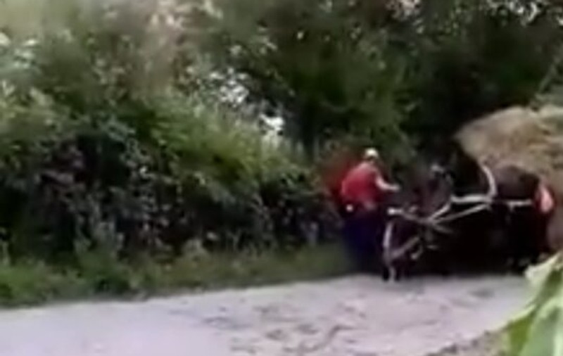 Bărbatul din Vâlcea care și-a bătut calul până l-a umplut de sânge a fost reținut pentru 24 de ore