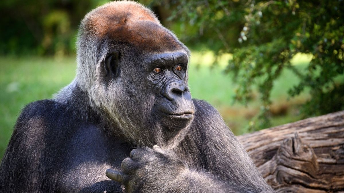 Gorilă de la Grădina Zoologică din Berlin, Germania