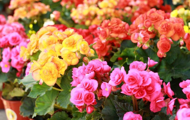 Begonia - plantare, înmulțire, îngrijire. Cum să te bucuri de flori din abundență