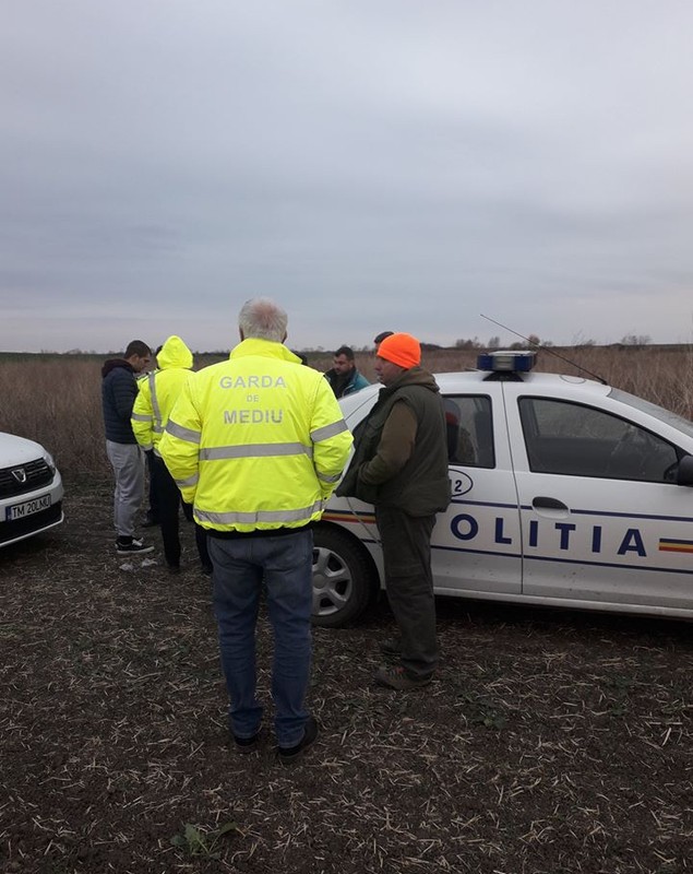 Animale otrăvite pe câmp de substanțele toxice folosite de o firmă care cultiva rapiță în Timiș