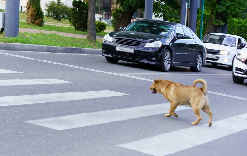 Indignare la Cluj după moartea unui câine lovit de o mașină: avertismente ignorate timp de peste un an
