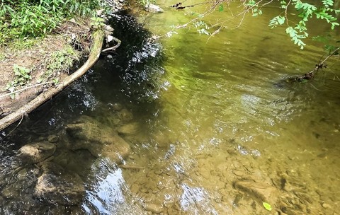 Poluarea râului Vâlsan de către stația de epurare Brădetu, 30 august 2026. Sursă foto: Fundația Centura Verde.