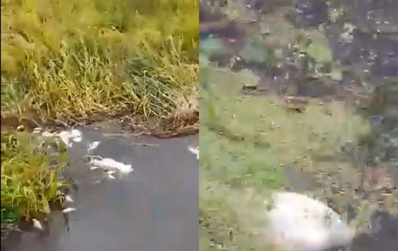 Grămezi de pești morți pe canalul Bega, în apropiere de Timișoara, din cauza vremii extreme din ultima perioadă