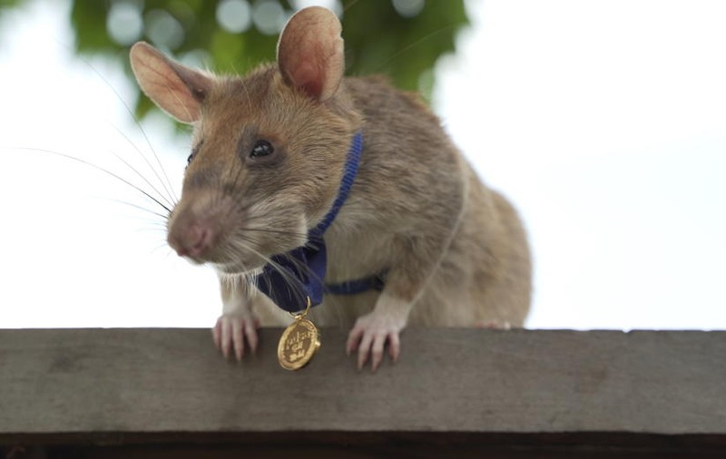 Un şobolan african marsupial folosit în detectarea minelor din Cambodgia, decorat pentru curaj şi devotament