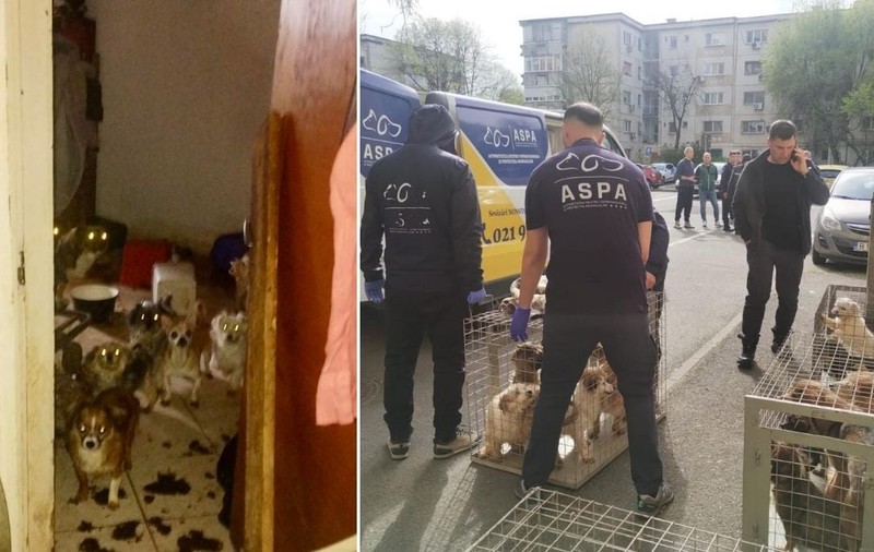Povestea celor 25 câini de toate vârstele salvați de polițiști și ASPA dintr-un apartament de pe Calea Văcărești în a doua zi de Paște