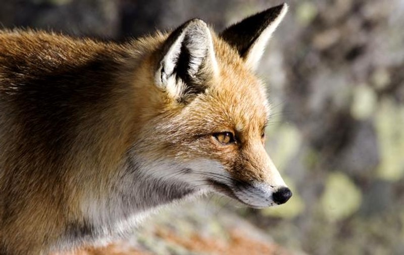 Un bărbat a fost mușcat de vulpe în Făgăraș. Animalul sălbatic, văzut în apropierea unei școli. "Ne este frică să mai ieșim din bloc"
