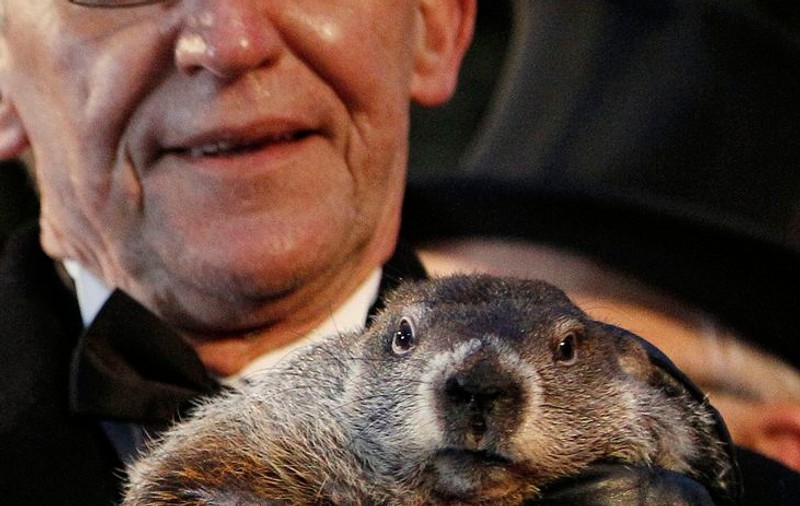Războiul MARMOTELOR! N-o să crezi ce se întâmplă cu două animăluțe din SUA!