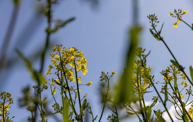 Cum va fi vremea în perioada 14 aprilie - 11 mai 2025. Prognoza meteo pentru următoarele patru săptămâni
