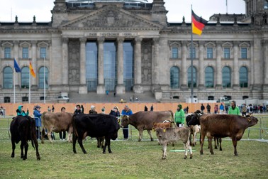 DEU, Deutschland, Germany, Berlin, en: Cows graze on the grass in front of the Reichstag building during the Protest action and campaign by Greenpeace and ABL Arbeitsgemeinschaft baeuerliche Landwirtschaft under the slogan cows to pasture Kuehe auf die Weide for a more animal-friendly dairy farming in Berlin Germany. Also a protest against the agricultural politics, industrial farming techniques and for sustainable agriculture. Farmers claim industrial techniques produce an inferior product at dumping prices. //IPON-BONESS_230516304IPON/Credit:Stefan Boness/Ipon/SIPA/2305161612,Image: 776255764, License: Rights-managed, Restrictions: , Model Release: no