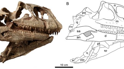 CHINA YUNNAN DINOSAUR DISCOVERY (CN)