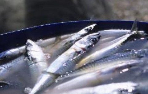 Nu mai este macrou. Ce conţin, de fapt, conservele vândute în supermarketurile din Marea Britanie
