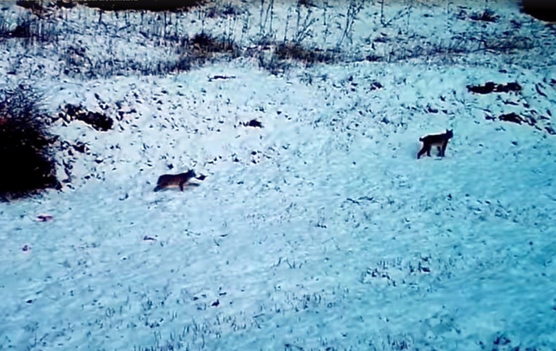 VIDEO Imagini cu o femelă râs şi doi pui, surprinse într-o pădure din Parcul Natural Putna-Vrancea
