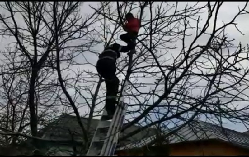 VIDEO/ O fetiță de șase ani, salvată dintr-un copac înalt de către pompierii din Buzău. Copila s-a urcat singură, însă nu a mai putut coborî