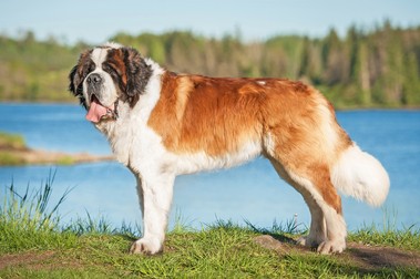 Rase de câini mari - Saint Bernard