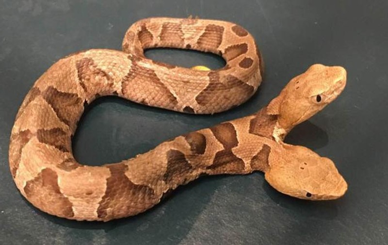 Șarpe cu două capete, descoperit în Virginia. Ce spun specialiștii americani despre ciudata creatură