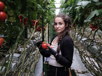 Denisa, 18 ani, din satul Borlova, România, culege roșii la o fermă de lângă Nürnberg, Germania. A terminat liceul în 2020, dar nu și-a dat Bacul, ci a venit imediat la muncă în Germania.