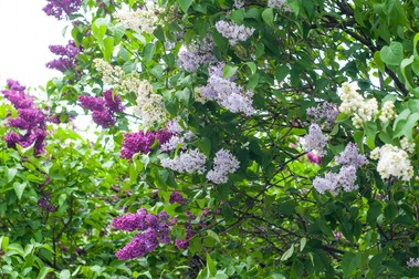 Soiuri de liliac