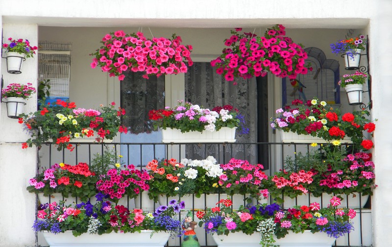7 secrete care-ți transformă balconul în paradisul florilor: cum să ai o oază de culoare și parfum vara aceasta