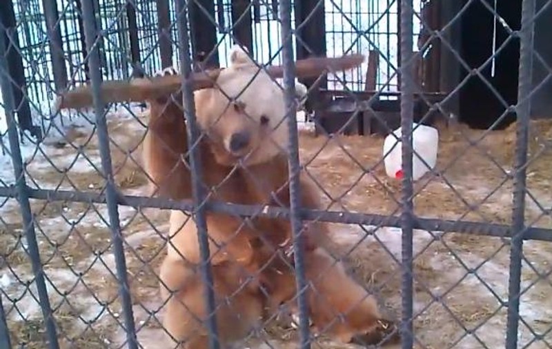 Kung-Fu Panda? Nuuu, nici vorba, e kung-fu Moş Martin de Zoo, mare şi demenţial maestru! VIDEO