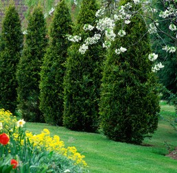 Thuja occidentalis
