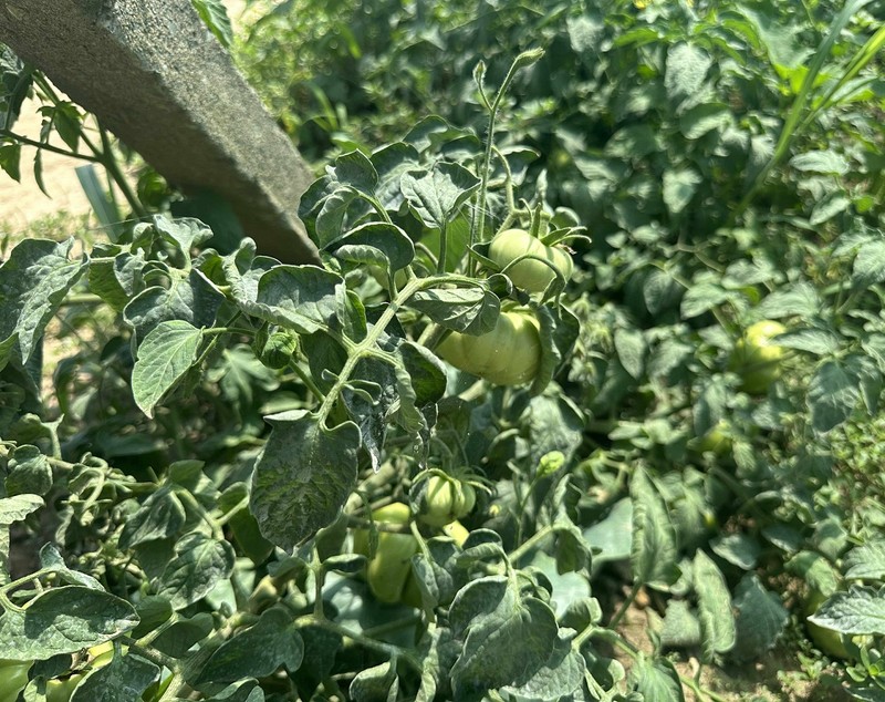 Cât costă un kilogram de roșii la producătorii din Delta Dunării. Le cultivă pe câmpul pe care îl irigă și le vând la tarabă, pe marginea șoselei