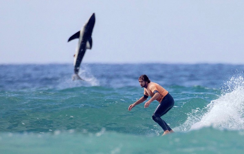 „O dată în viață!”. Fotografie rară, surprinsă în San Diego: un mare rechin alb sare din valuri pe lângă un surfer