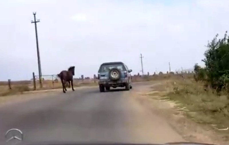 Un cal legat cu o funie de o mașină de teren, filmat în trafic. Imagini incredibile în Neamț