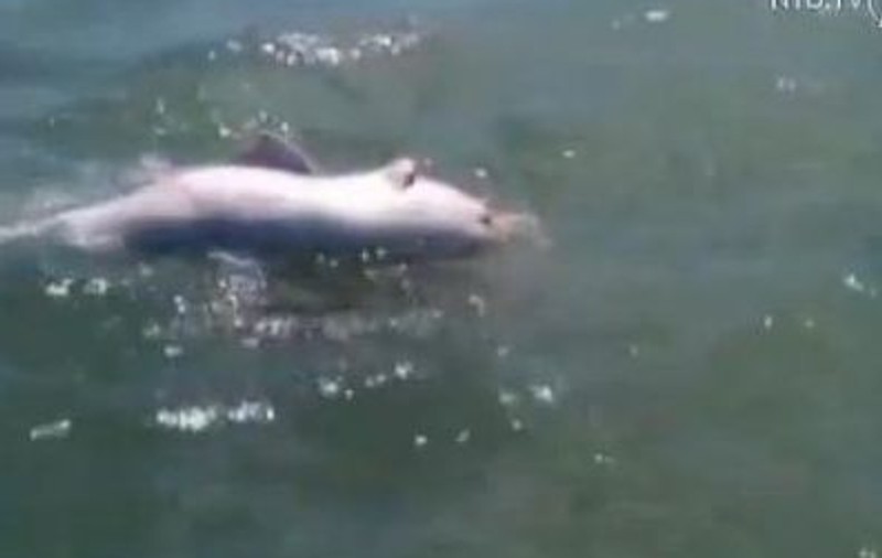 O mamă-delfin cară pe spate puiul mort în urmă cu două zile | VIDEO EMOŢIONANT