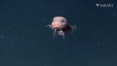 Peștele-melc cu noduli