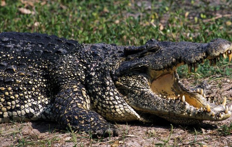 S-a luptat cu un crocodil de 2 metri ca să-şi salveze căţeluşa