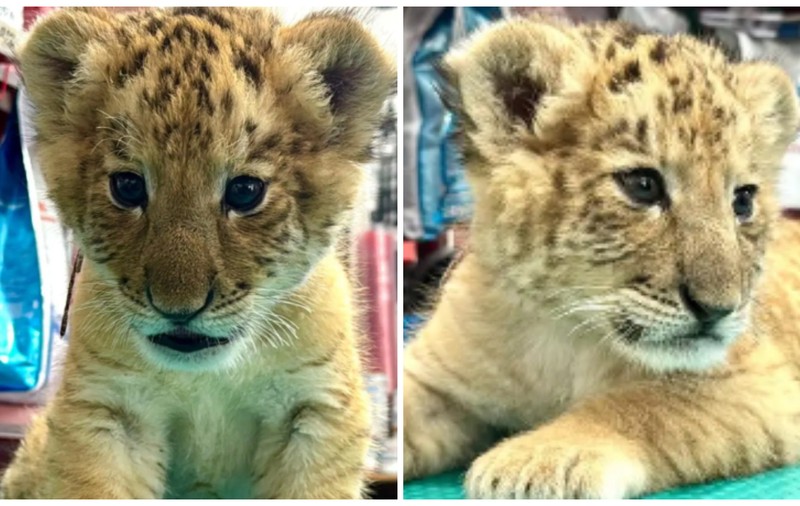 Încă un copil a fost mușcat la Zoo Suceava, de data aceasta de animalul vedetă al parcului, un ligru