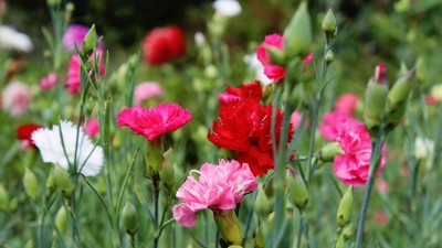 Garoafe- plantare-ingrijire