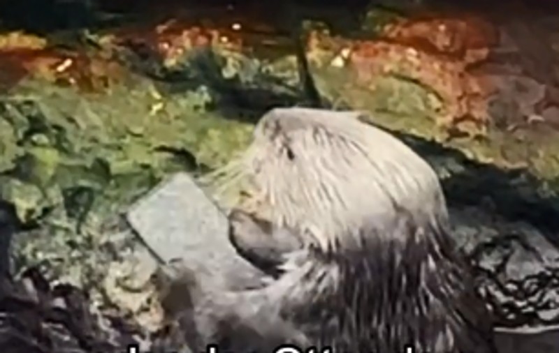 Ce s-a întâmplat cu iPhone-ul scăpat de un turist în bazinul cu vidre de la grădina zoologică din Lisabona: „Nu-mi venea să cred ce văd”