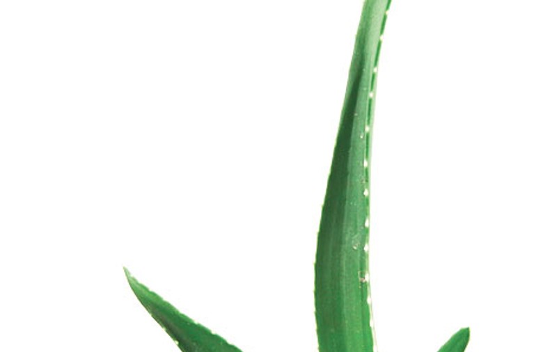 Aloe Vera vindecă arsurile şi iritaţiile pielii