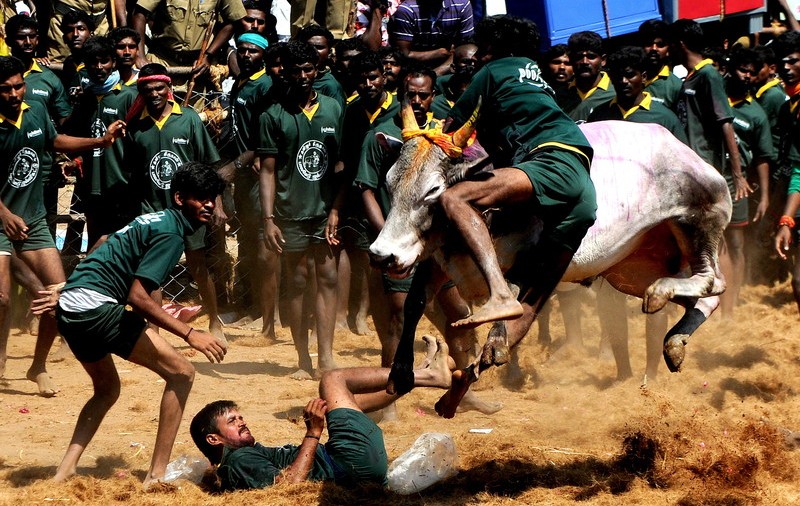 Un mort și zeci de răniți în prima zi a unui festival rodeo în India. Taurii sunt îmbătați înainte de a fi eliberați