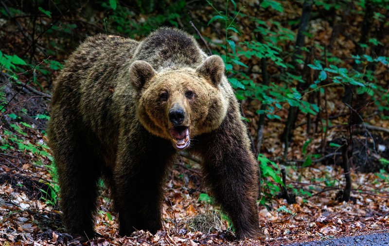 Bărbat de 64 de ani, atacat de urs într-o pădure din Vâlcea. A ajuns la spital cu răni la spate