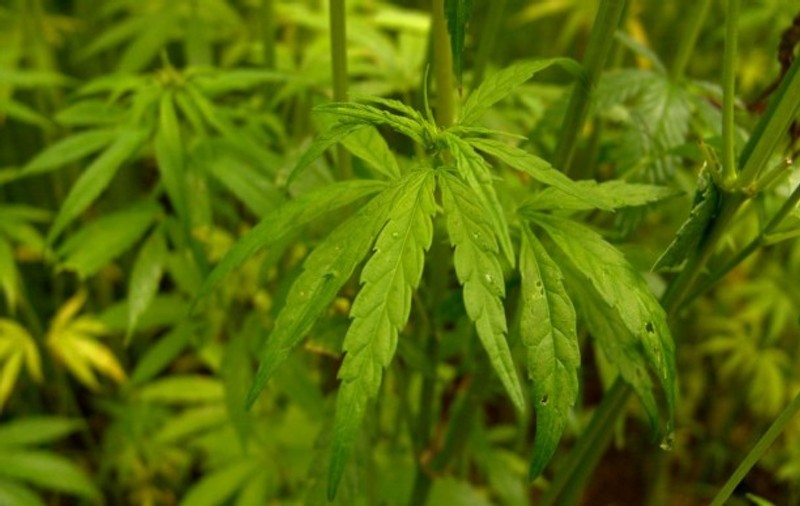 15 ani de închisoare pentru că a cultivat canabis în locuinţa bunicilor