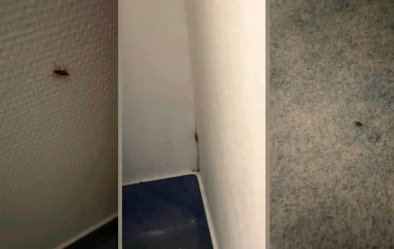 Gândaci filmați în Spitalul din Slatina, la secția Pediatrie. Imaginile au fost postate de mama unui copil internat