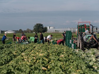Muncitori români în câmp, la ferma Höfler Gemüse, Nürnberg, Germania